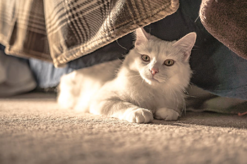 梅雨季节养猫要注意哪些？