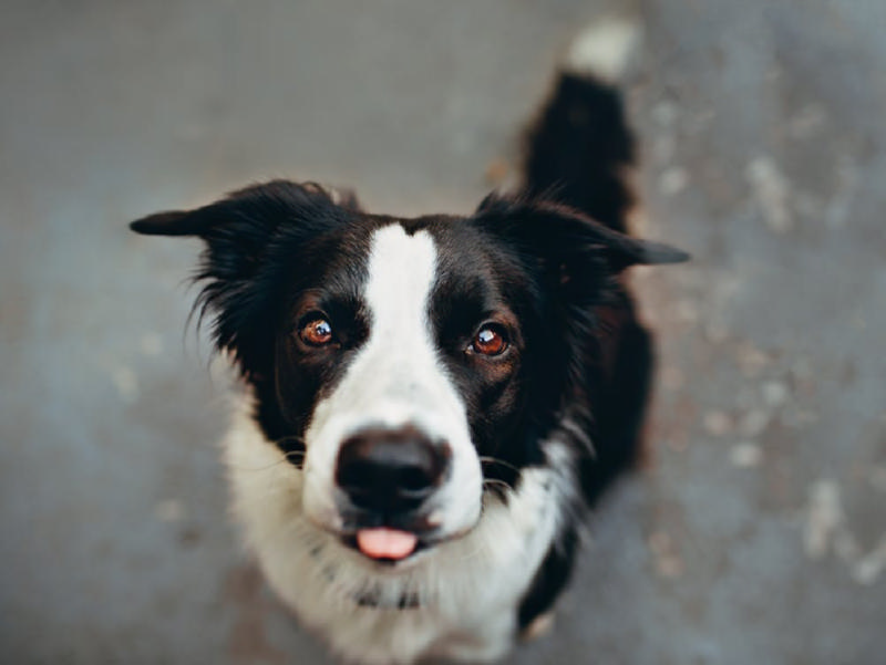 高龄犬，需要我们怎么照顾？